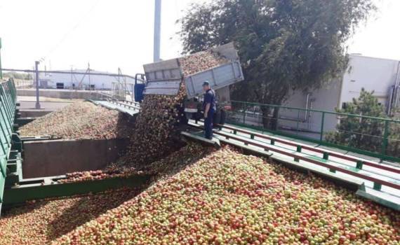 Ухудшение качества урожая яблок в Молдове ведёт к росту их переработки - agroexpert.md