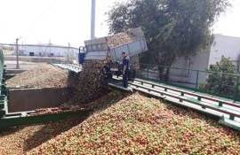 Ухудшение качества урожая яблок в Молдове ведёт к росту их переработки - agroexpert.md