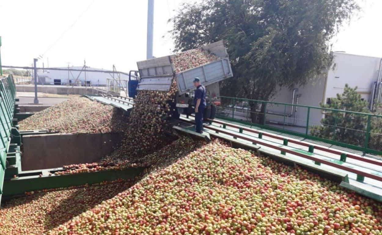 Ухудшение качества урожая яблок в Молдове ведёт к росту их переработки - agroexpert.md