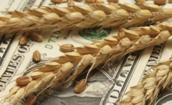 Украинские эксперты не исключают рост цен на пшеницу уже в конце ноября - agroexpert.md