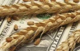 Украинские эксперты не исключают рост цен на пшеницу уже в конце ноября - agroexpert.md