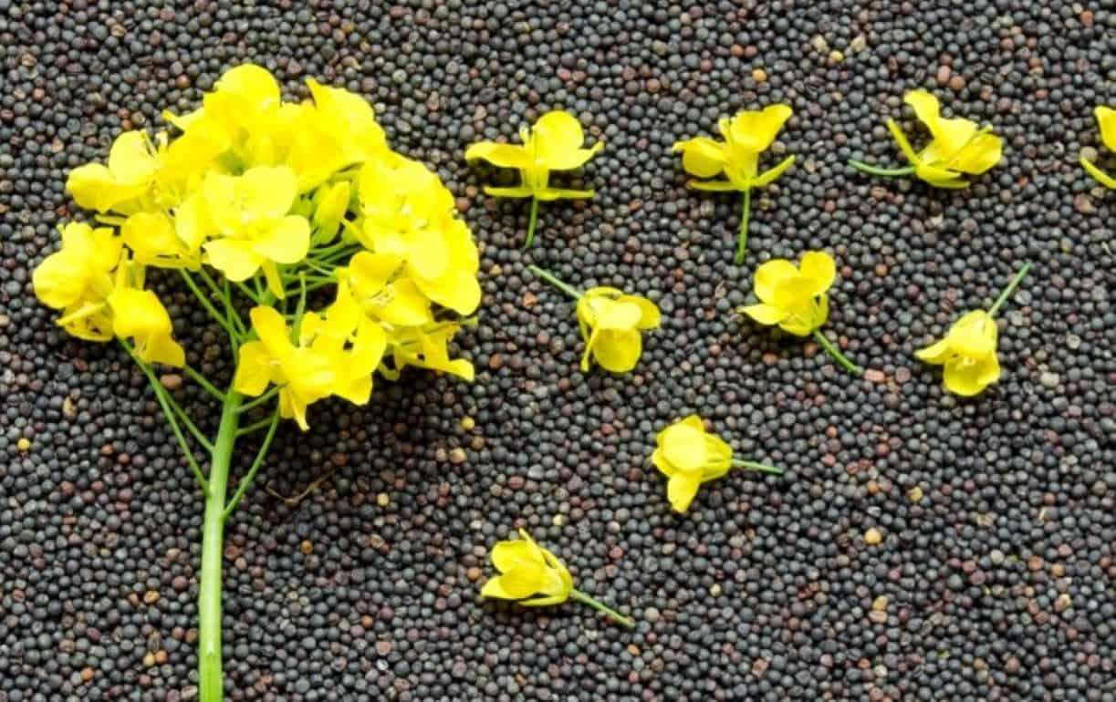 Австралия возвращается на рынок рапса Китая после 5-летнего перерыва - agroexpert.md