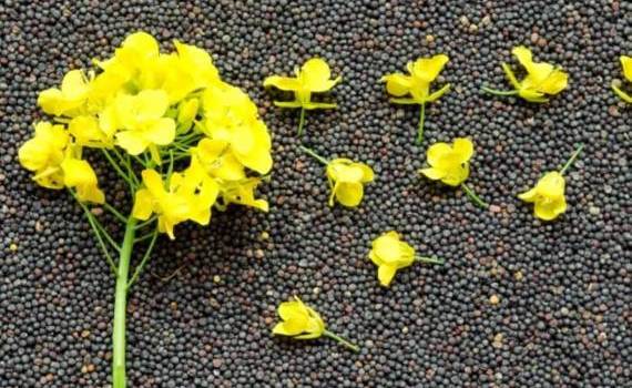 Австралия возвращается на рынок рапса Китая после 5-летнего перерыва - agroexpert.md