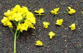 Австралия возвращается на рынок рапса Китая после 5-летнего перерыва - agroexpert.md