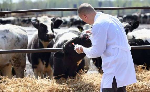 Кадровый кризис в ветеринарии: угроза для сельского хозяйства Молдовы - agroexpert.md