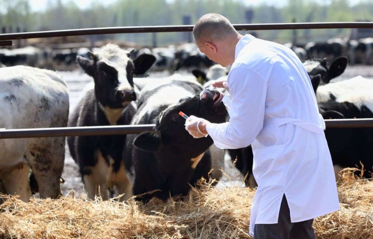 Кадровый кризис в ветеринарии: угроза для сельского хозяйства Молдовы - agroexpert.md