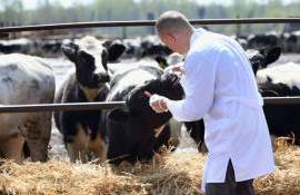 Кадровый кризис в ветеринарии: угроза для сельского хозяйства Молдовы - agroexpert.md