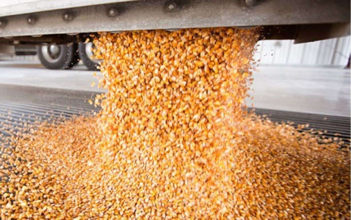 Цены на фуражную кукурузу в портах Большой Одессы продолжают расти - agroexpert.md