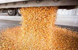 Цены на фуражную кукурузу в портах Большой Одессы продолжают расти - agroexpert.md