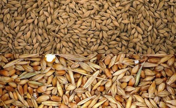 Prețurile grâului și orzului: - agroexpert.md