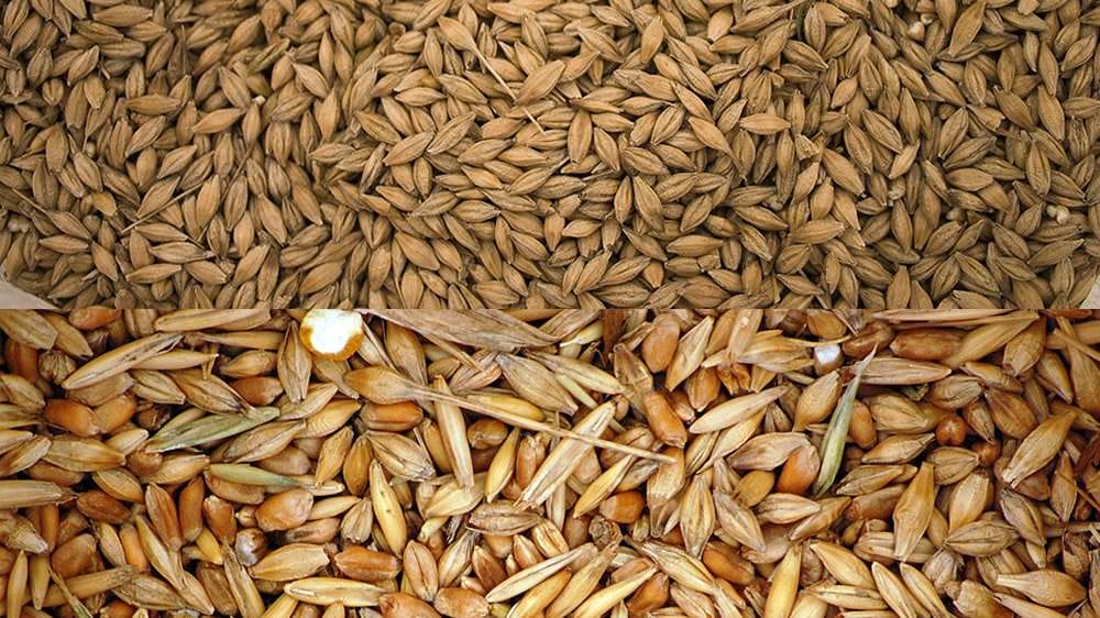 Prețurile grâului și orzului: - agroexpert.md