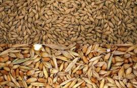 Prețurile grâului și orzului: - agroexpert.md