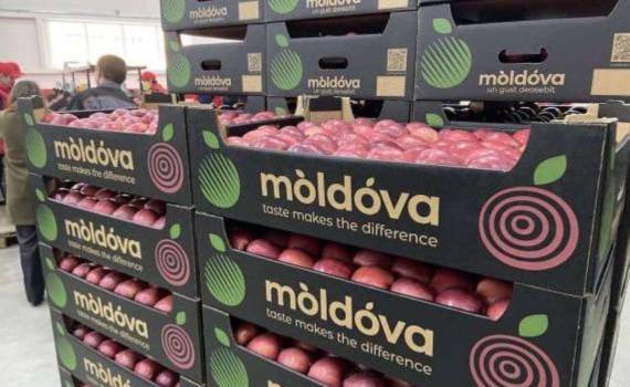 Экспорт молдавских яблок в октябре вырос до 7 тысяч тонн - agroexpert.md