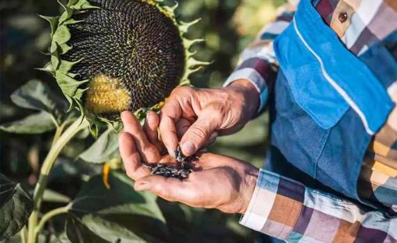 ЕС собрал один из самых слабых урожаев подсолнечника за десятилетие - agroexpert.md