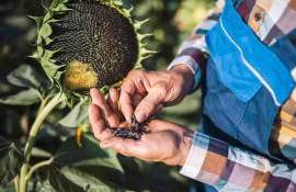 ЕС собрал один из самых слабых урожаев подсолнечника за десятилетие - agroexpert.md