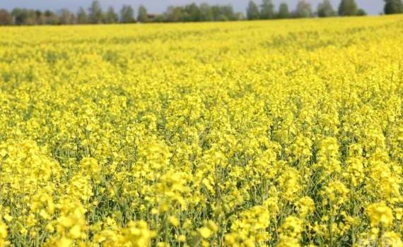 Перспектива профицита рапса в ЕС: как это отразится на ценах - agroexpert.md