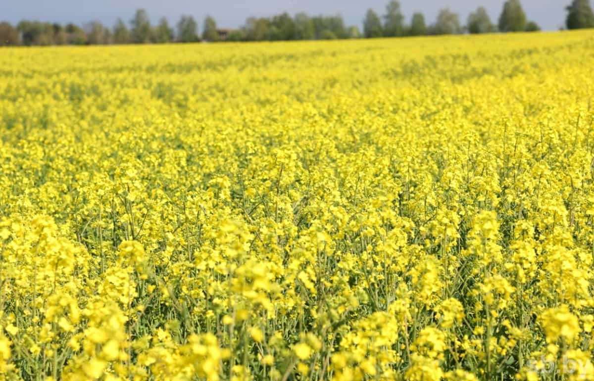 Перспектива профицита рапса в ЕС: как это отразится на ценах - agroexpert.md