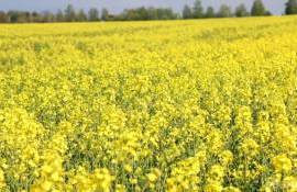 Перспектива профицита рапса в ЕС: как это отразится на ценах - agroexpert.md