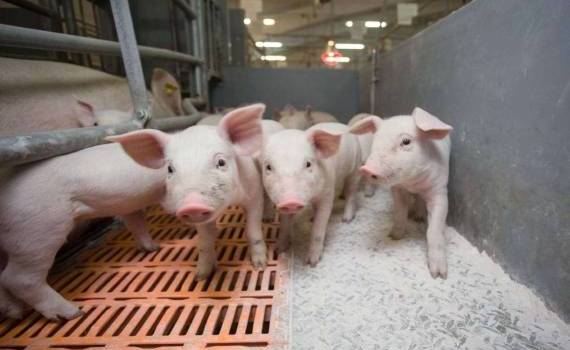 MAIA: Молдова рассчитывает получить разрешение на экспорт свинины в ЕС - agroexpert.md