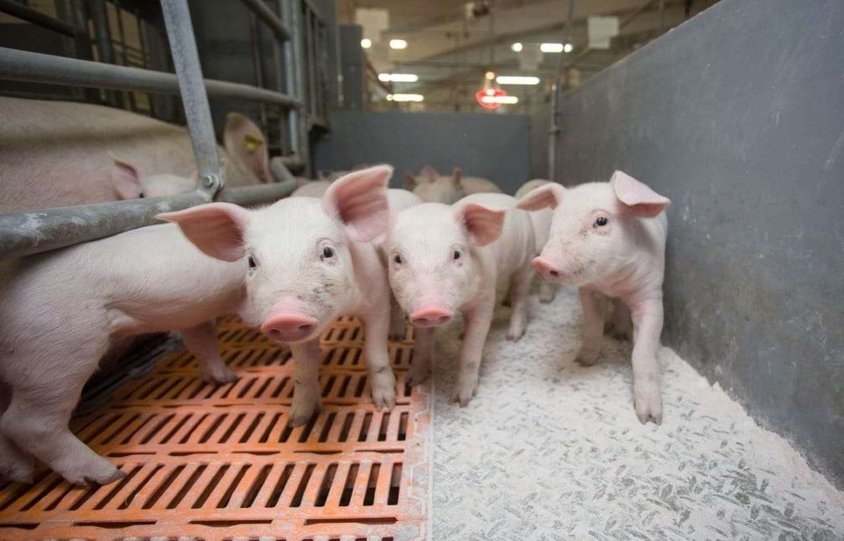 MAIA: Молдова рассчитывает получить разрешение на экспорт свинины в ЕС - agroexpert.md