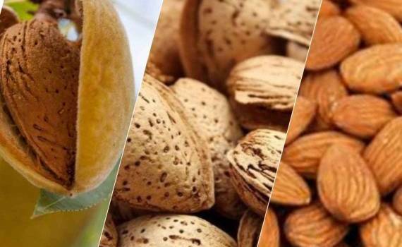 Промышленный миндаль: новое направление украинского садоводства - agroexpert.md