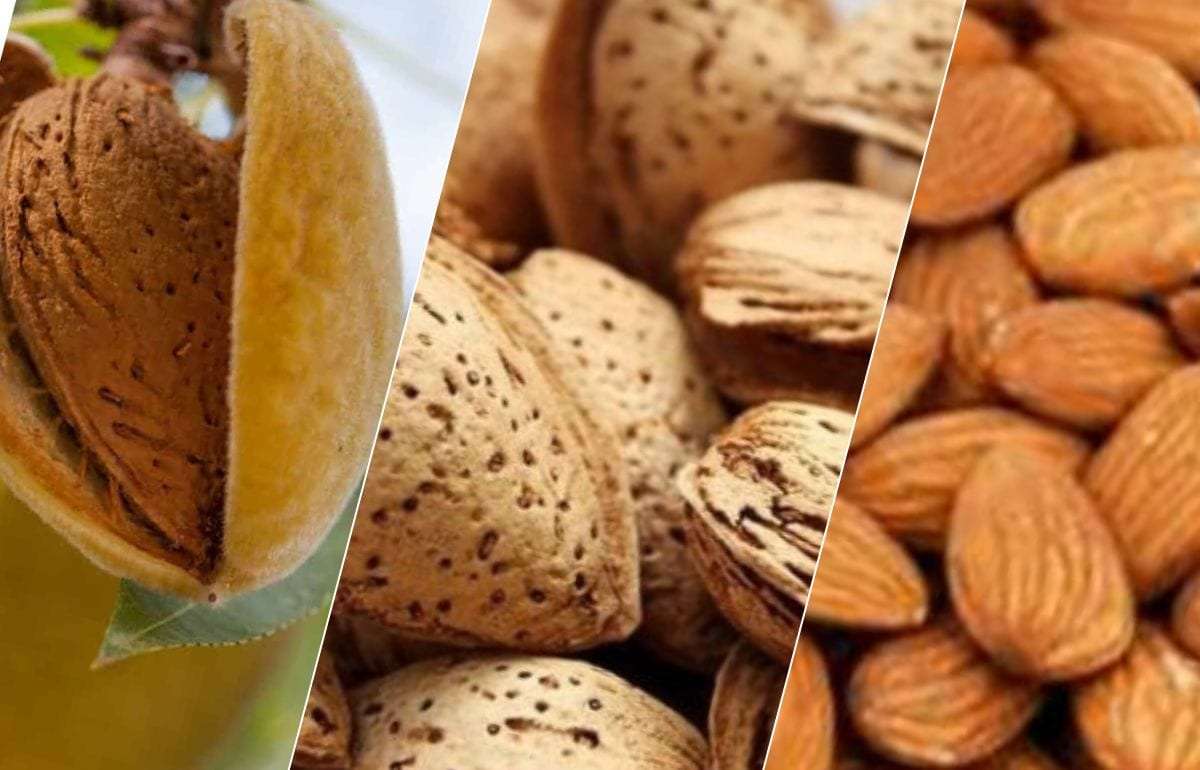 Промышленный миндаль: новое направление украинского садоводства - agroexpert.md