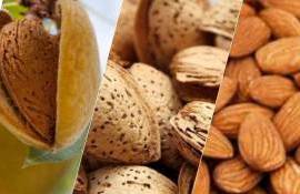 Промышленный миндаль: новое направление украинского садоводства - agroexpert.md