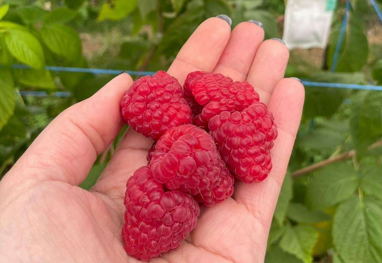 bacifere olandeze-agroexpert.md