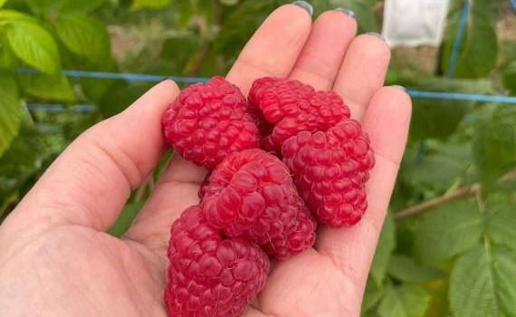 bacifere olandeze-agroexpert.md