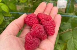 Colaborarea moldo-olandeză în domeniul agricol continuă