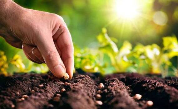 Молдова на пути к самодостаточности в семеноводстве – мнение эксперта - agroexpert.md