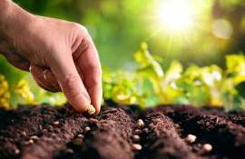 Молдова на пути к самодостаточности в семеноводстве – мнение эксперта - agroexpert.md