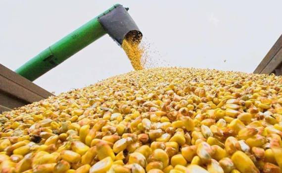 В Украине цены на кукурузу стабильны, фуражная пшеница и ячмень дорожают - agroexpert.md