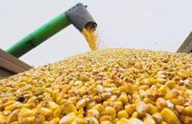 В Украине цены на кукурузу стабильны, фуражная пшеница и ячмень дорожают - agroexpert.md