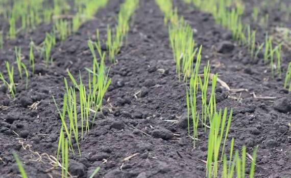 Сеять озимые в декабре? Да, если соблюдены условия - agroexpert.md