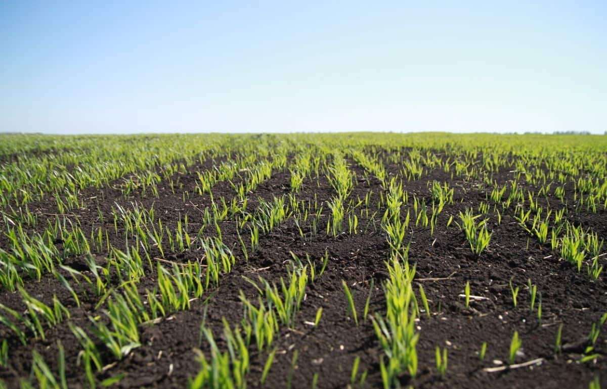 Фермеры Молдовы не успевают с посевом: площадь озимых сокращается - agroexpert.md