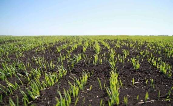 Фермеры Молдовы не успевают с посевом: площадь озимых сокращается - agroexpert.md