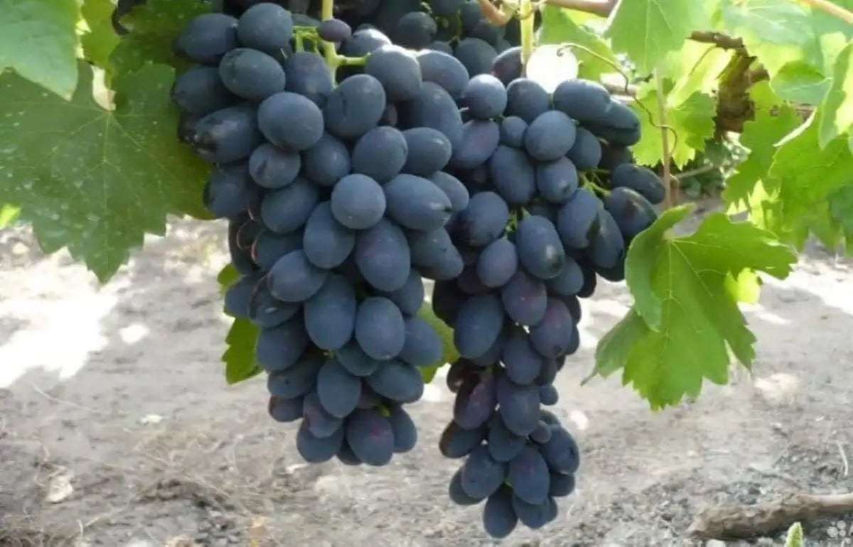 Экспорт столового винограда из Молдовы в октябре превысил ожидания - agroexpert.md