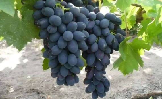 Экспорт столового винограда из Молдовы в октябре превысил ожидания - agroexpert.md