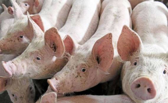 Новые вспышки заболеваний животных в Молдове: ANSA усиливает контроль - agroexpert.md