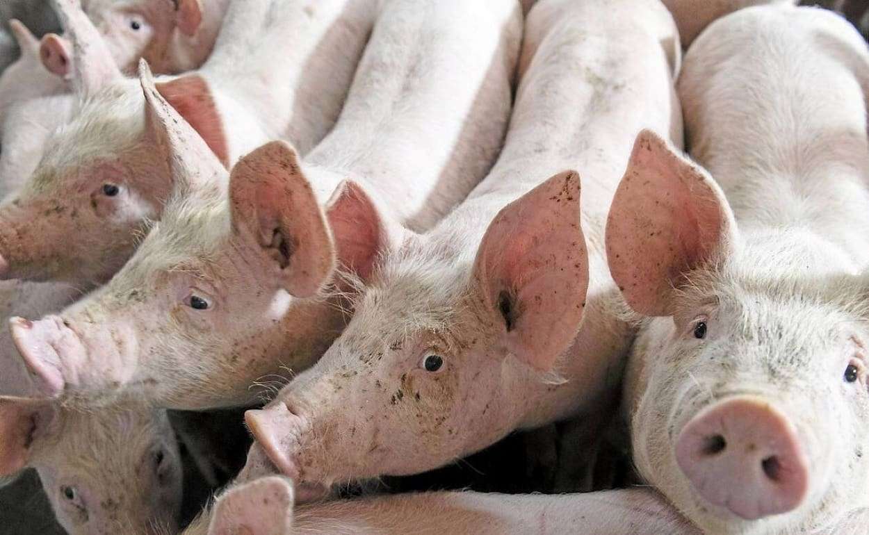 Новые вспышки заболеваний животных в Молдове: ANSA усиливает контроль - agroexpert.md