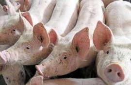 Новые вспышки заболеваний животных в Молдове: ANSA усиливает контроль - agroexpert.md