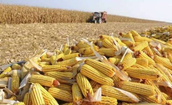 Тенденции MATIF: Украинская кукуруза диктует условия на европейском рынке - agroexpert.md