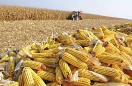 Тенденции MATIF: Украинская кукуруза диктует условия на европейском рынке - agroexpert.md