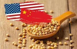 Китай тормозит закупки американской сои — перемирие под вопросом - agroexpert.md