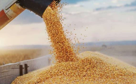 USDA снижает прогноз экспорта кукурузы из Украины - agroexpert.md