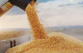 USDA снижает прогноз экспорта кукурузы из Украины - agroexpert.md