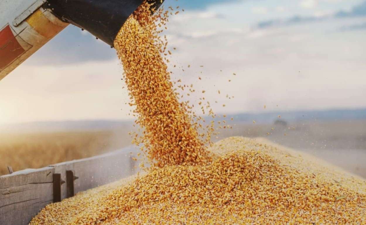 USDA снижает прогноз экспорта кукурузы из Украины - agroexpert.md