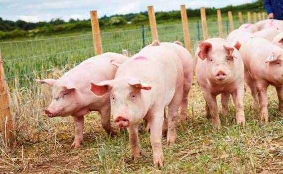 Китай признал систему зонирования АЧС в Испании: подписано соглашение - agroexpert.md