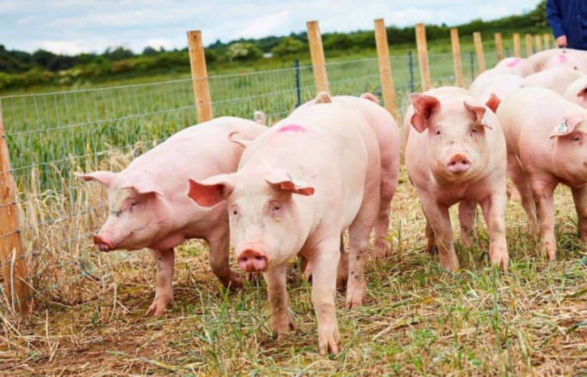 Китай признал систему зонирования АЧС в Испании: подписано соглашение - agroexpert.md